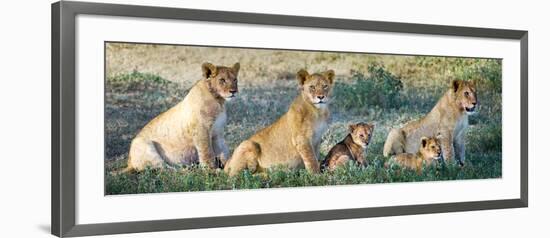 African Lion (Panthera Leo) Family in a Field, Ndutu, Ngorongoro Conservation Area, Tanzania-null-Framed Photographic Print