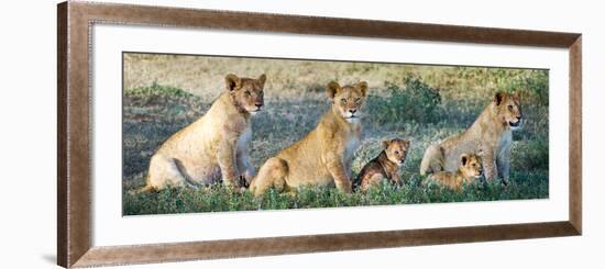 African Lion (Panthera Leo) Family in a Field, Ndutu, Ngorongoro Conservation Area, Tanzania-null-Framed Photographic Print