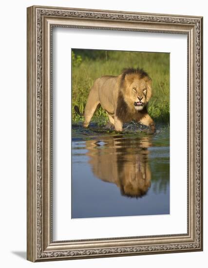 African Lion (Panthera Leo) Growling at Potential Danger in the Water (Panthera Leo) Okavango Delta-Wim van den Heever-Framed Photographic Print