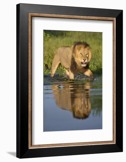 African Lion (Panthera Leo) Growling at Potential Danger in the Water (Panthera Leo) Okavango Delta-Wim van den Heever-Framed Photographic Print