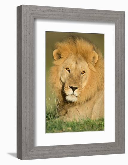 African Lion (Panthera leo), Ndutu, Ngorongoro Conservation Area, Tanzania-null-Framed Photographic Print