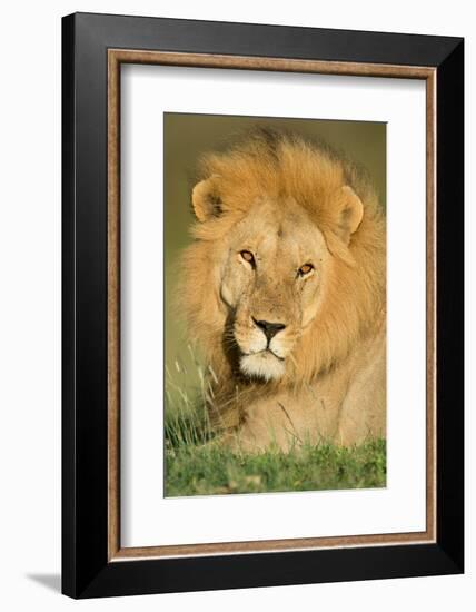 African Lion (Panthera leo), Ndutu, Ngorongoro Conservation Area, Tanzania-null-Framed Photographic Print