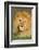 African Lion (Panthera leo), Ndutu, Ngorongoro Conservation Area, Tanzania-null-Framed Photographic Print