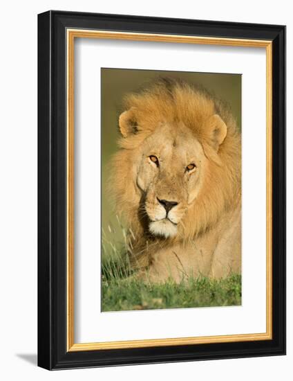 African Lion (Panthera leo), Ndutu, Ngorongoro Conservation Area, Tanzania-null-Framed Photographic Print