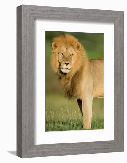 African Lion (Panthera leo), Ndutu, Ngorongoro Conservation Area, Tanzania-null-Framed Photographic Print