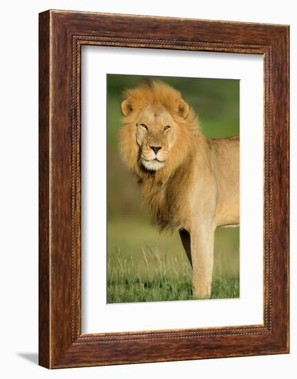 African Lion (Panthera leo), Ndutu, Ngorongoro Conservation Area, Tanzania-null-Framed Photographic Print