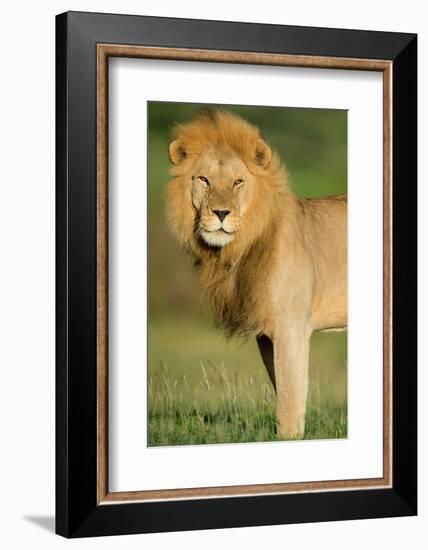 African Lion (Panthera leo), Ndutu, Ngorongoro Conservation Area, Tanzania-null-Framed Photographic Print