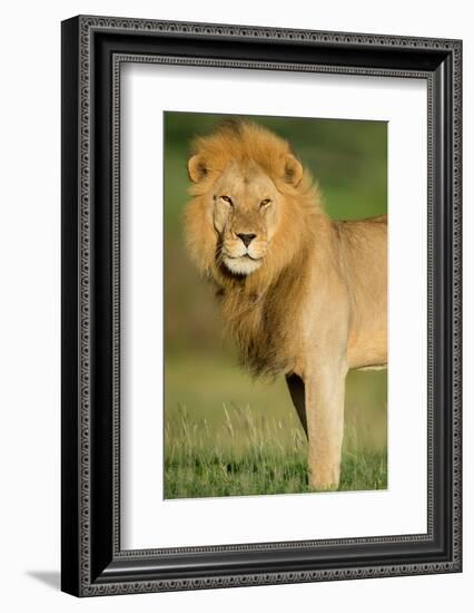 African Lion (Panthera leo), Ndutu, Ngorongoro Conservation Area, Tanzania-null-Framed Photographic Print