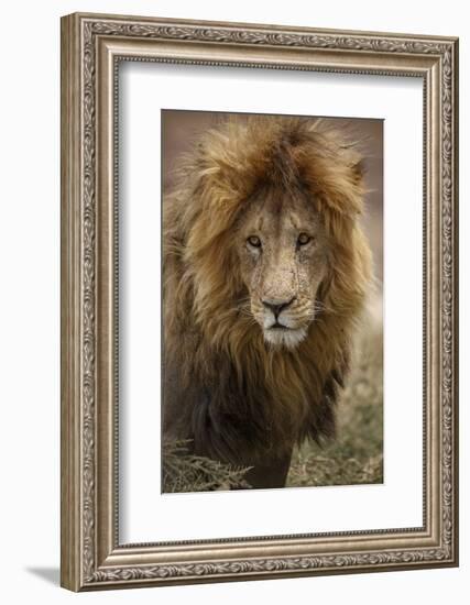 African lion (Panthera leo), Serengeti National Park, Tanzania, East Africa, Africa-Ashley Morgan-Framed Photographic Print