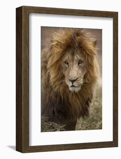 African lion (Panthera leo), Serengeti National Park, Tanzania, East Africa, Africa-Ashley Morgan-Framed Photographic Print