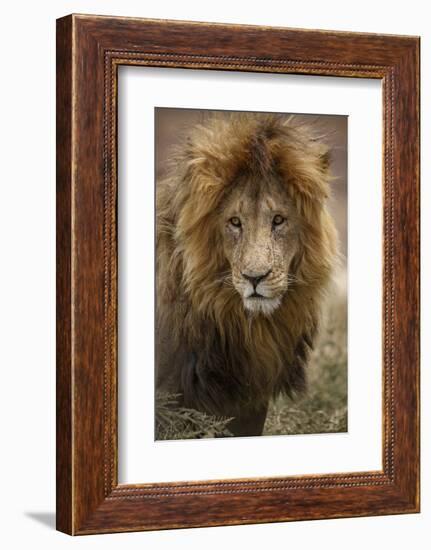 African lion (Panthera leo), Serengeti National Park, Tanzania, East Africa, Africa-Ashley Morgan-Framed Photographic Print