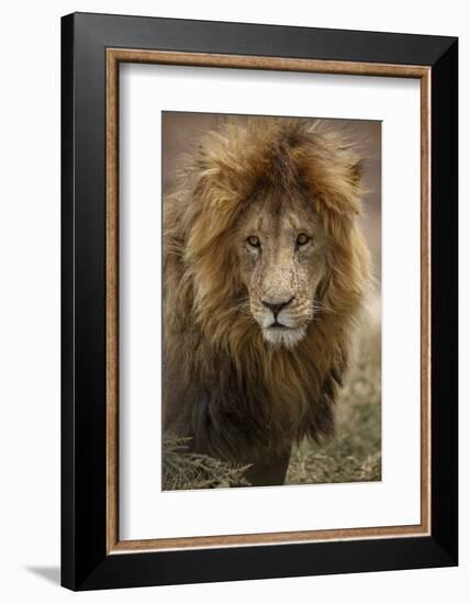 African lion (Panthera leo), Serengeti National Park, Tanzania, East Africa, Africa-Ashley Morgan-Framed Photographic Print