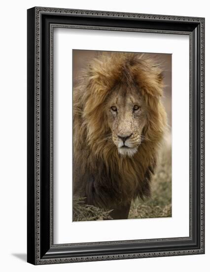 African lion (Panthera leo), Serengeti National Park, Tanzania, East Africa, Africa-Ashley Morgan-Framed Photographic Print