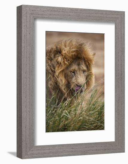 African lion (Panthera leo), Serengeti National Park, Tanzania, East Africa, Africa-Ashley Morgan-Framed Photographic Print