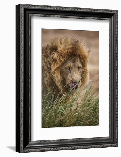 African lion (Panthera leo), Serengeti National Park, Tanzania, East Africa, Africa-Ashley Morgan-Framed Photographic Print