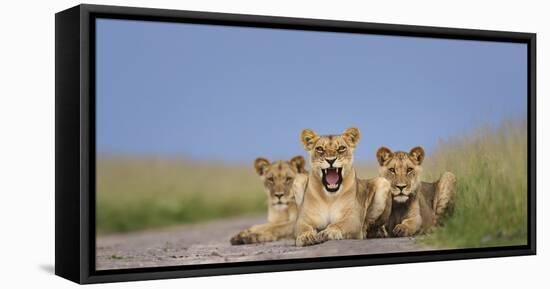 African Lion (Panthera Leo) Three Subadults Resting On The Road-Tony Heald-Framed Premier Image Canvas