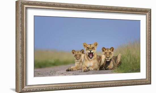 African Lion (Panthera Leo) Three Subadults Resting On The Road-Tony Heald-Framed Photographic Print