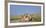 African Lion (Panthera Leo) Three Subadults Resting On The Road-Tony Heald-Framed Photographic Print