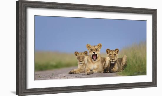 African Lion (Panthera Leo) Three Subadults Resting On The Road-Tony Heald-Framed Photographic Print