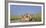 African Lion (Panthera Leo) Three Subadults Resting On The Road-Tony Heald-Framed Photographic Print