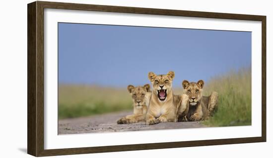 African Lion (Panthera Leo) Three Subadults Resting On The Road-Tony Heald-Framed Photographic Print