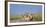 African Lion (Panthera Leo) Three Subadults Resting On The Road-Tony Heald-Framed Photographic Print