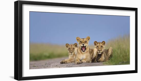 African Lion (Panthera Leo) Three Subadults Resting On The Road-Tony Heald-Framed Photographic Print