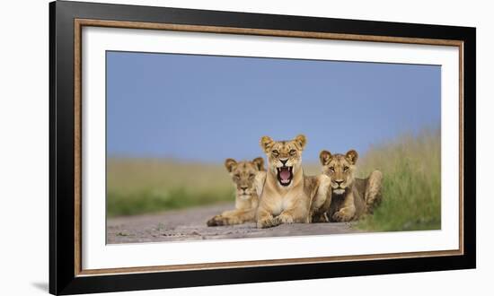 African Lion (Panthera Leo) Three Subadults Resting On The Road-Tony Heald-Framed Photographic Print