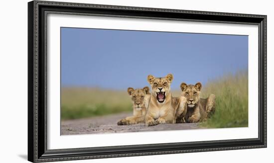 African Lion (Panthera Leo) Three Subadults Resting On The Road-Tony Heald-Framed Photographic Print