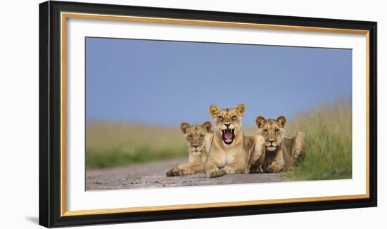 African Lion (Panthera Leo) Three Subadults Resting On The Road-Tony Heald-Framed Photographic Print