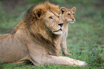 African Lion (Panthera Leo) with its Cub, Ndutu, Ngorongoro ...