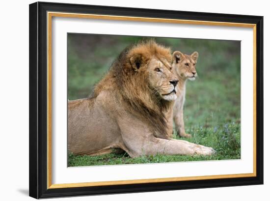 African Lion (Panthera Leo) with its Cub, Ndutu, Ngorongoro Conservation Area, Tanzania-null-Framed Photographic Print