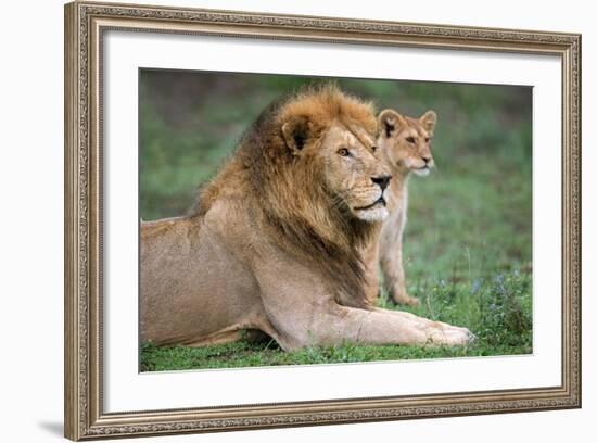 African Lion (Panthera Leo) with its Cub, Ndutu, Ngorongoro Conservation Area, Tanzania-null-Framed Photographic Print