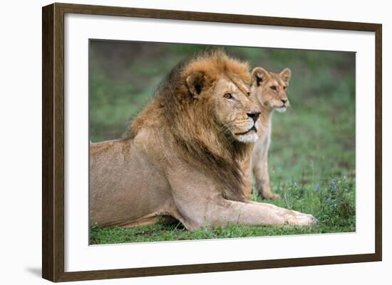 African Lion (Panthera Leo) with its Cub, Ndutu, Ngorongoro Conservation Area, Tanzania-null-Framed Photographic Print