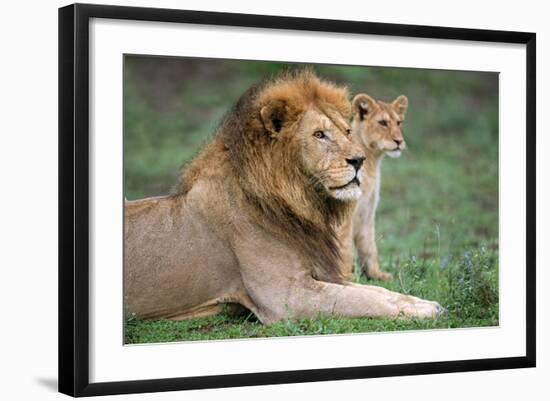 African Lion (Panthera Leo) with its Cub, Ndutu, Ngorongoro Conservation Area, Tanzania-null-Framed Photographic Print