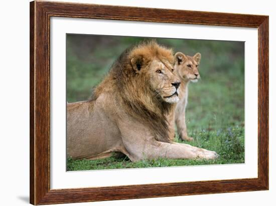 African Lion (Panthera Leo) with its Cub, Ndutu, Ngorongoro Conservation Area, Tanzania-null-Framed Photographic Print