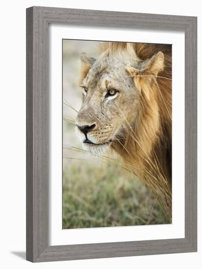 African Lion (Panthera Leo), Zambia, Africa-Janette Hill-Framed Photographic Print