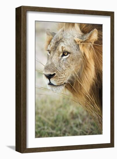 African Lion (Panthera Leo), Zambia, Africa-Janette Hill-Framed Photographic Print