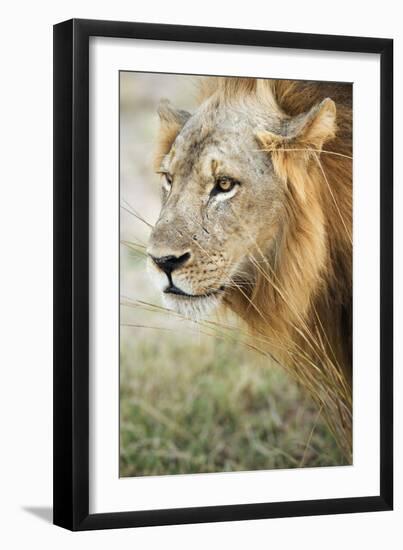 African Lion (Panthera Leo), Zambia, Africa-Janette Hill-Framed Photographic Print