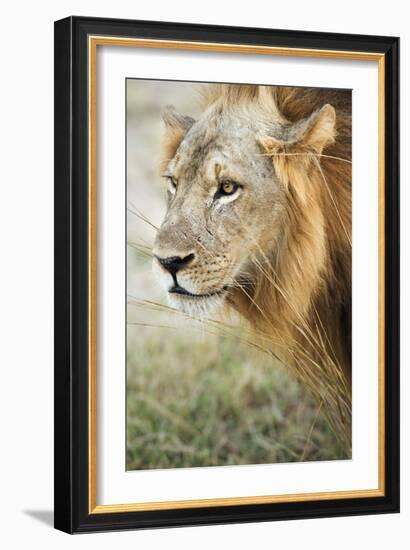 African Lion (Panthera Leo), Zambia, Africa-Janette Hill-Framed Photographic Print