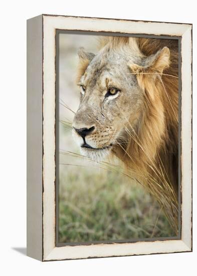 African Lion (Panthera Leo), Zambia, Africa-Janette Hill-Framed Premier Image Canvas