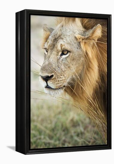 African Lion (Panthera Leo), Zambia, Africa-Janette Hill-Framed Premier Image Canvas