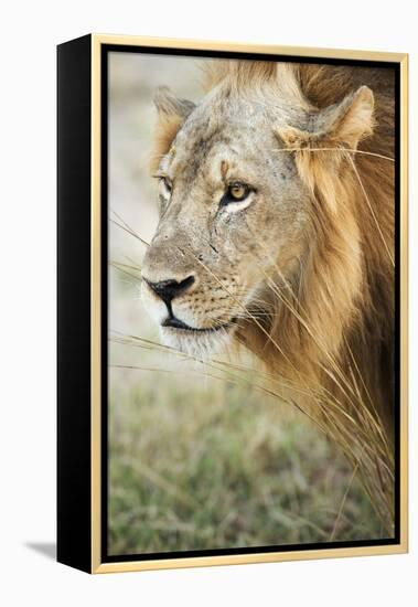 African Lion (Panthera Leo), Zambia, Africa-Janette Hill-Framed Premier Image Canvas