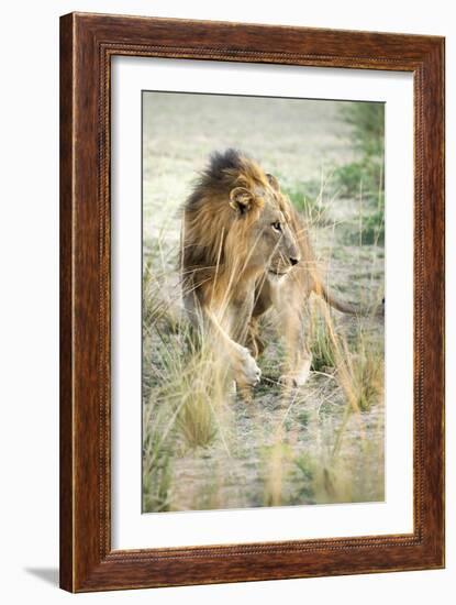 African Lion (Panthera Leo), Zambia, Africa-Janette Hill-Framed Photographic Print