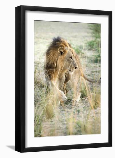 African Lion (Panthera Leo), Zambia, Africa-Janette Hill-Framed Photographic Print