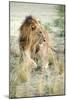 African Lion (Panthera Leo), Zambia, Africa-Janette Hill-Mounted Photographic Print