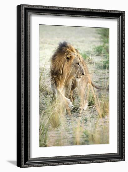 African Lion (Panthera Leo), Zambia, Africa-Janette Hill-Framed Photographic Print