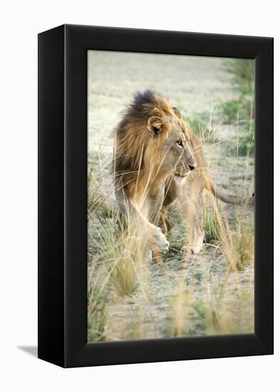 African Lion (Panthera Leo), Zambia, Africa-Janette Hill-Framed Premier Image Canvas