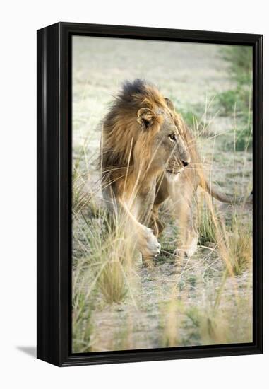 African Lion (Panthera Leo), Zambia, Africa-Janette Hill-Framed Premier Image Canvas