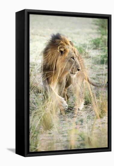 African Lion (Panthera Leo), Zambia, Africa-Janette Hill-Framed Premier Image Canvas